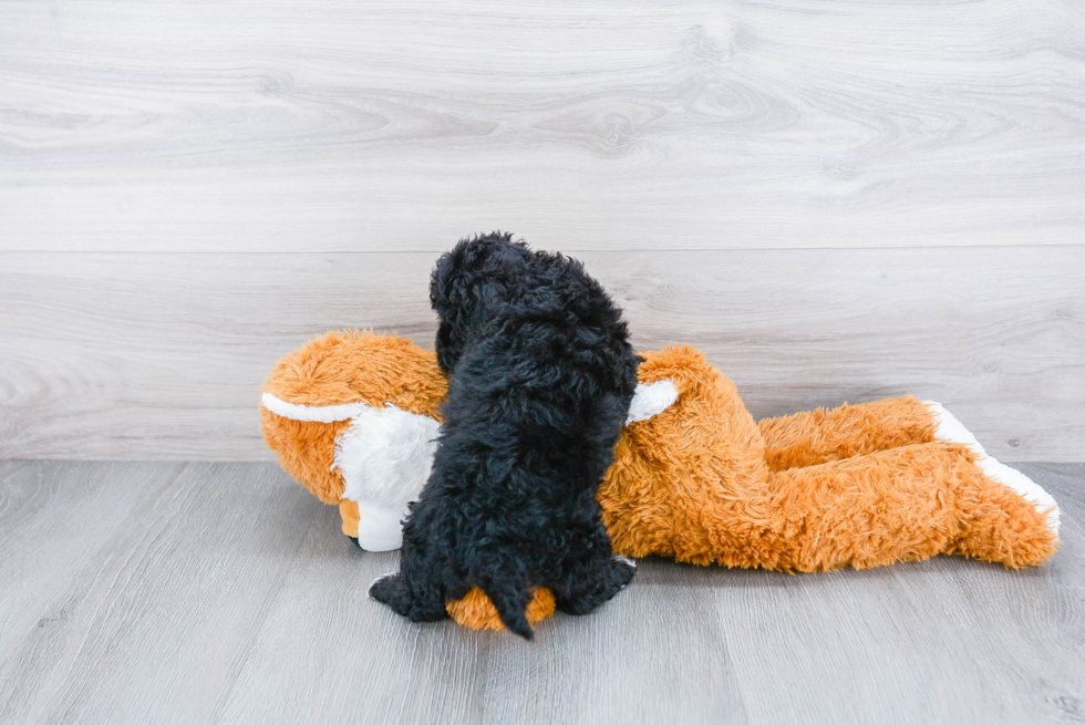 Best Cockapoo Baby