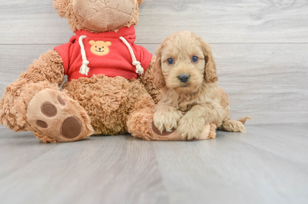 6 week old Cockapoo Puppy For Sale - Premier Pups