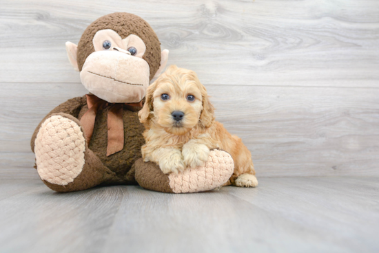 Happy Cockapoo Baby