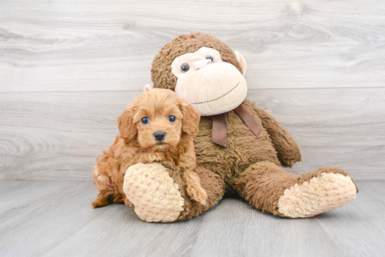 Playful Cockerpoo Poodle Mix Puppy