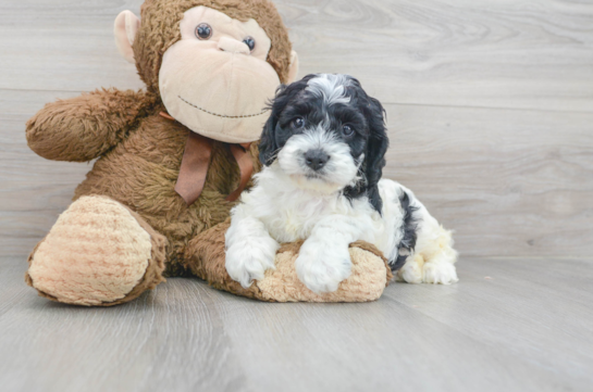 5 week old Cockapoo Puppy For Sale - Premier Pups