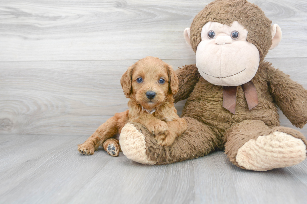 6 week old Cockapoo Puppy For Sale - Premier Pups