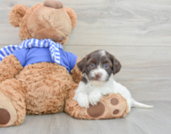 8 week old Cockapoo Puppy For Sale - Premier Pups