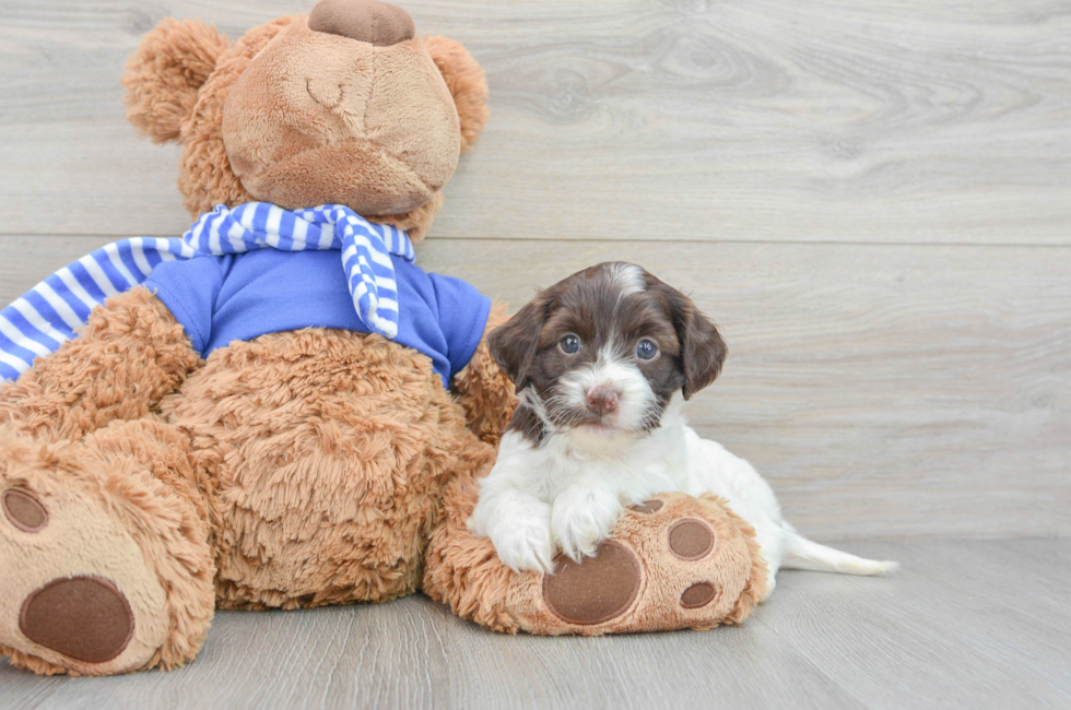 8 week old Cockapoo Puppy For Sale - Premier Pups