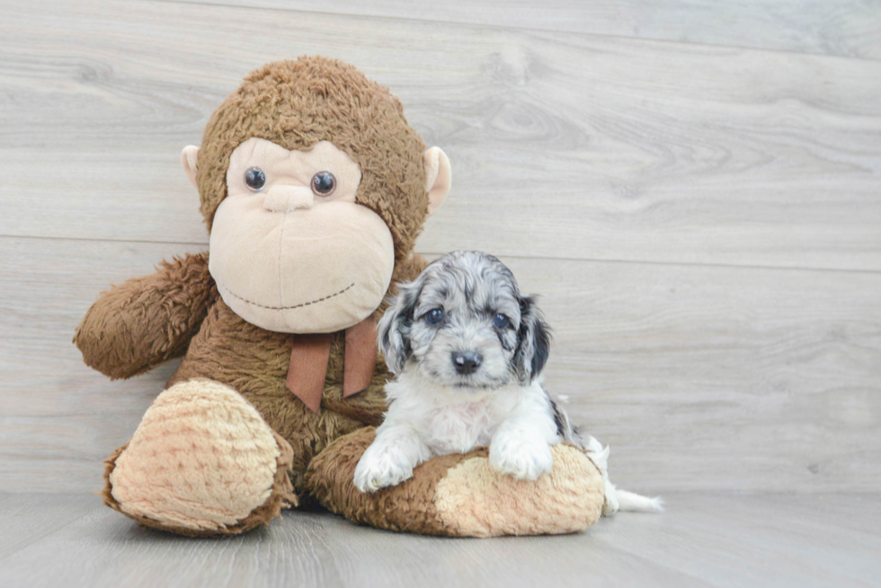 Cockapoo Pup Being Cute