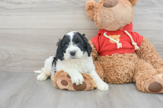 Smart Cockapoo Poodle Mix Pup