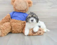 9 week old Cockapoo Puppy For Sale - Premier Pups