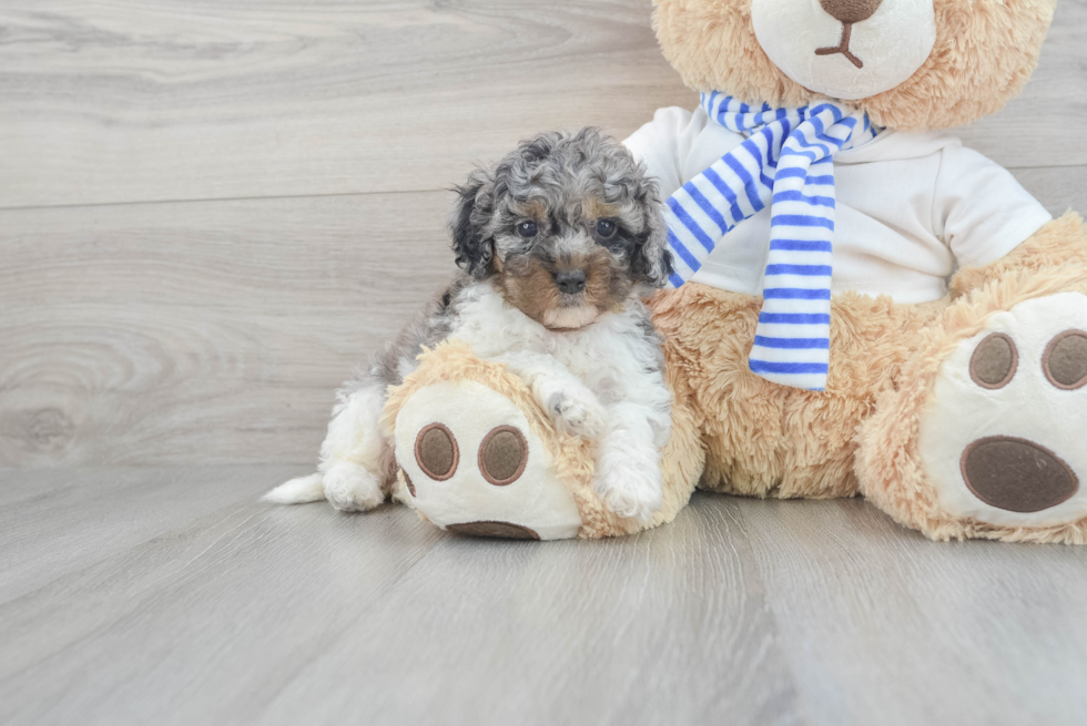 Smart Cockapoo Kalida 4lb 14oz Doodle Puppy