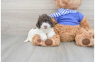 Cockapoo Pup Being Cute