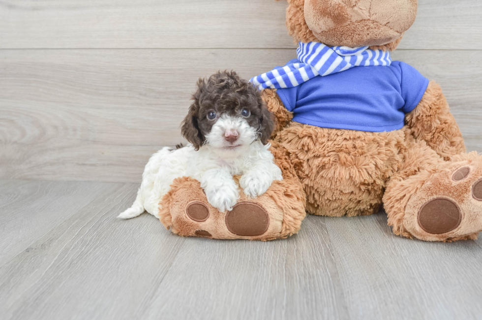 8 week old Cockapoo Puppy For Sale - Premier Pups