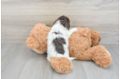 Little Cockerpoo Poodle Mix Puppy