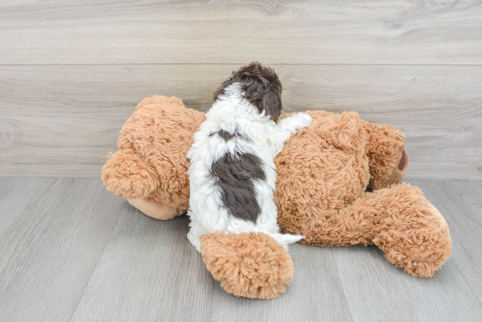 Little Cockerpoo Poodle Mix Puppy
