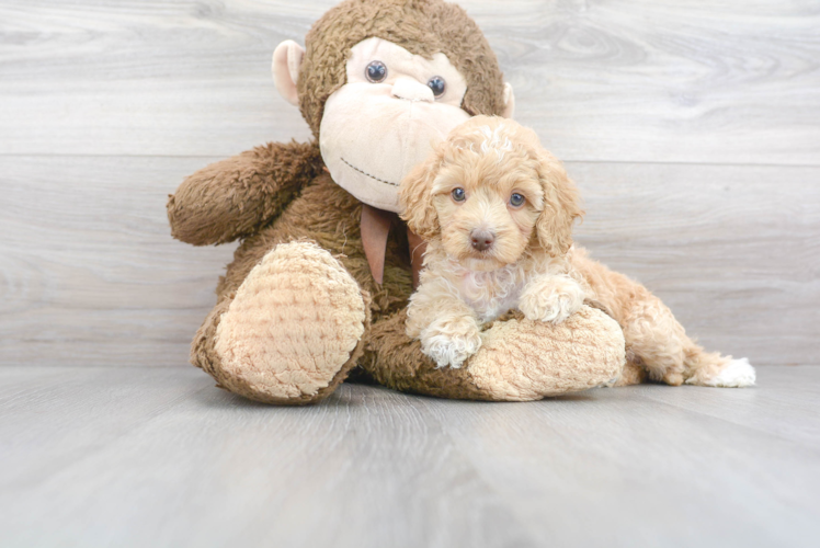 Meet Kassidy - our Cockapoo Puppy Photo 1/3 - Premier Pups