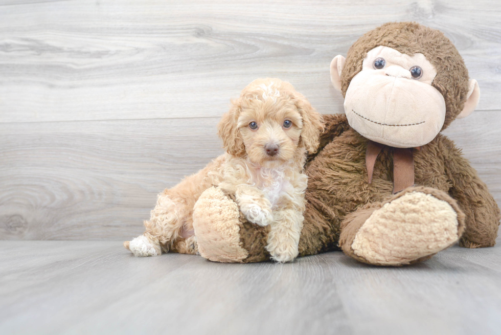 Meet Kassidy - our Cockapoo Puppy Photo 2/3 - Premier Pups