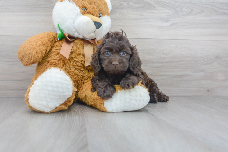 Meet Kindred - our Cockapoo Puppy Photo 1/3 - Premier Pups