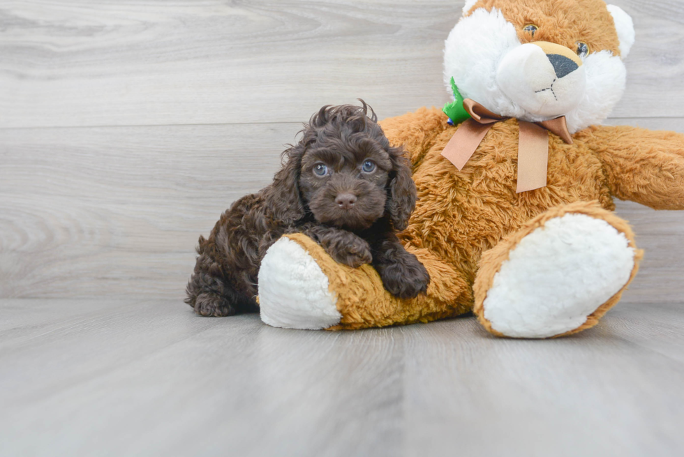 Meet Kindred - our Cockapoo Puppy Photo 2/3 - Premier Pups