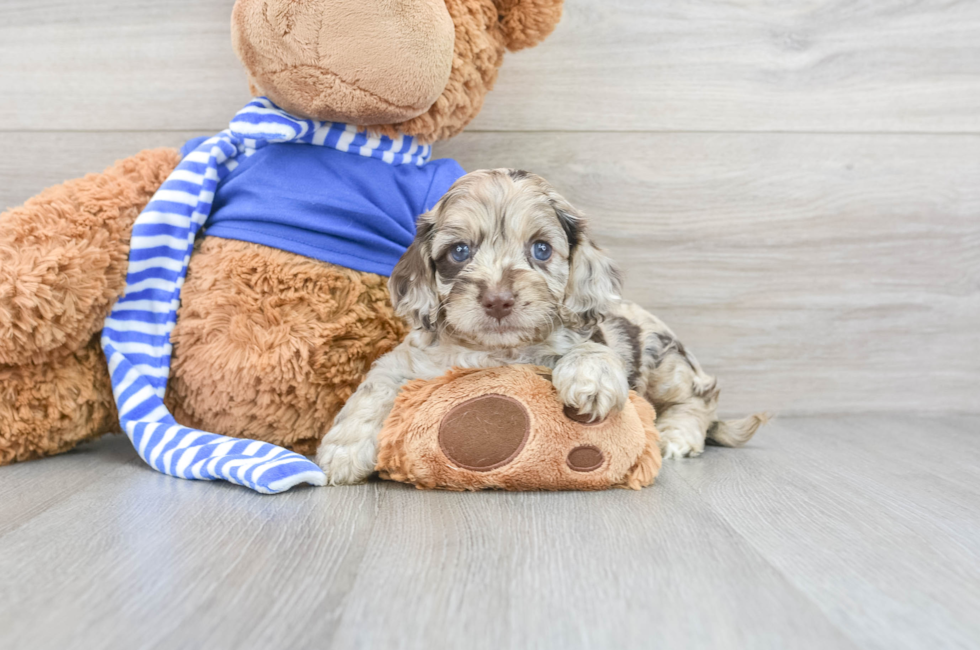 teddy bear cockapoo puppies for sale