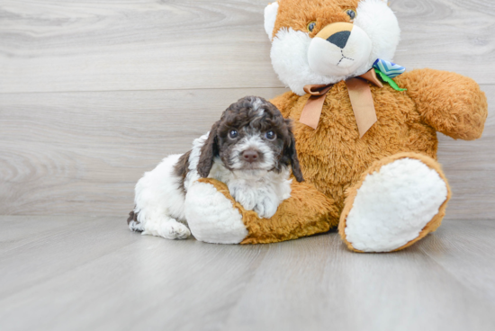 Cockapoo Pup Being Cute