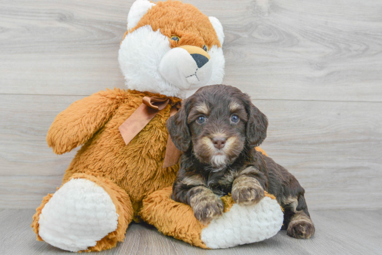 Cockapoo Pup Being Cute