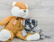 5 week old Cockapoo Puppy For Sale - Premier Pups