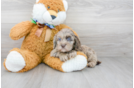 Meet Patches - our Cockapoo Puppy Photo 2/3 - Premier Pups