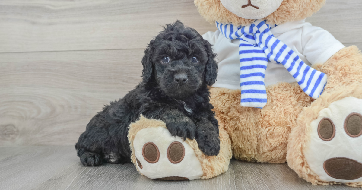 Friendly Cockapoo Paul: 6lb 3oz Doodle Puppy