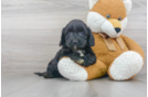 Meet Paul - our Cockapoo Puppy Photo 2/3 - Premier Pups