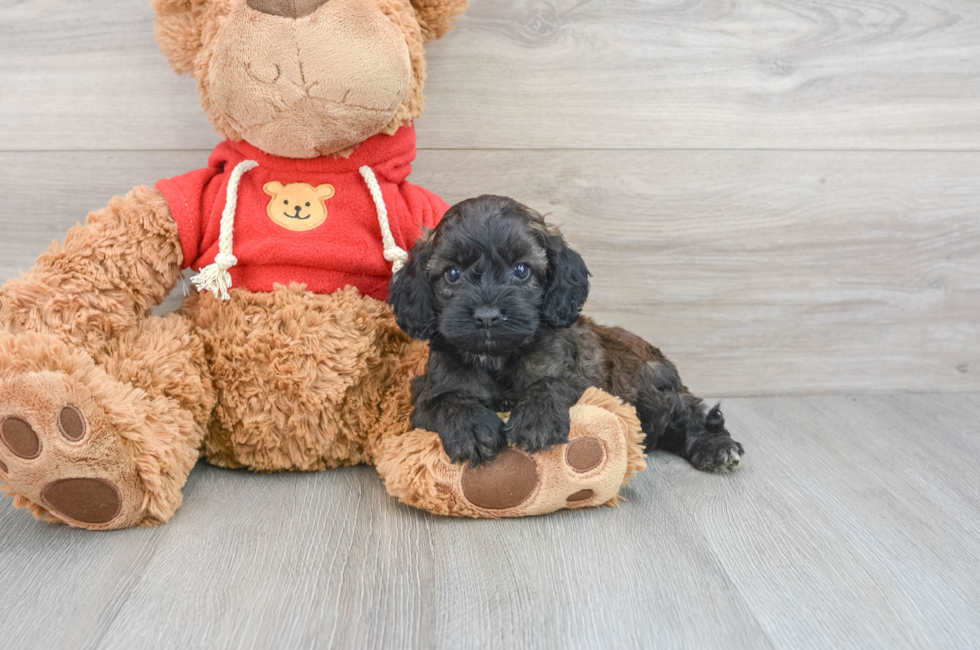 6 week old Cockapoo Puppy For Sale - Premier Pups
