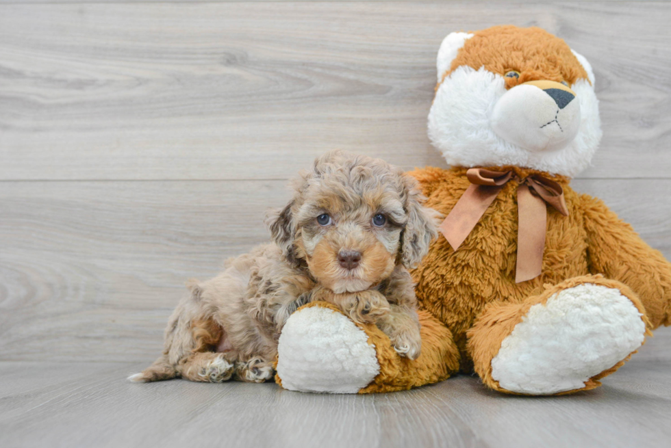 Cockapoo Pup Being Cute