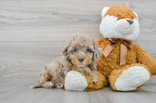Cockapoo Pup Being Cute