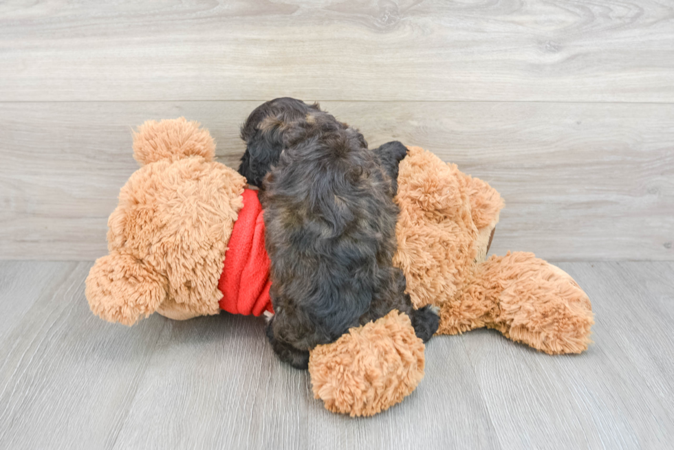 Playful Cockapoo Pecan: 5lb 5oz Doodle Puppy