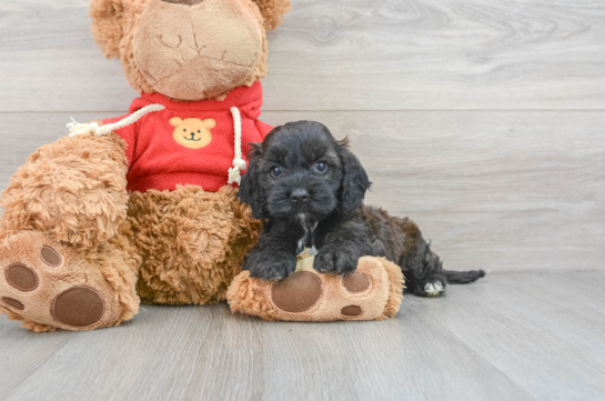 Friendly Cockapoo Baby