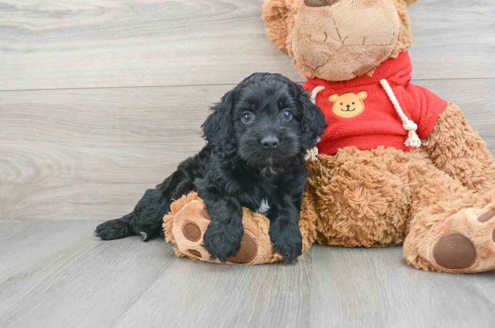 6 week old Cockapoo Puppy For Sale - Premier Pups