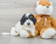 6 week old Cockapoo Puppy For Sale - Premier Pups