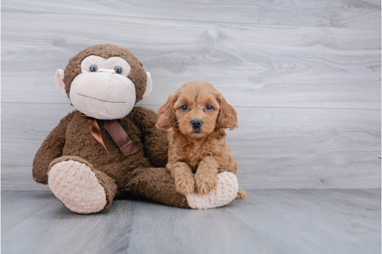 F1b Cockapoo Puppy