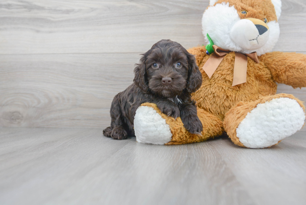 Meet Woody - our Cockapoo Puppy Photo 2/3 - Premier Pups