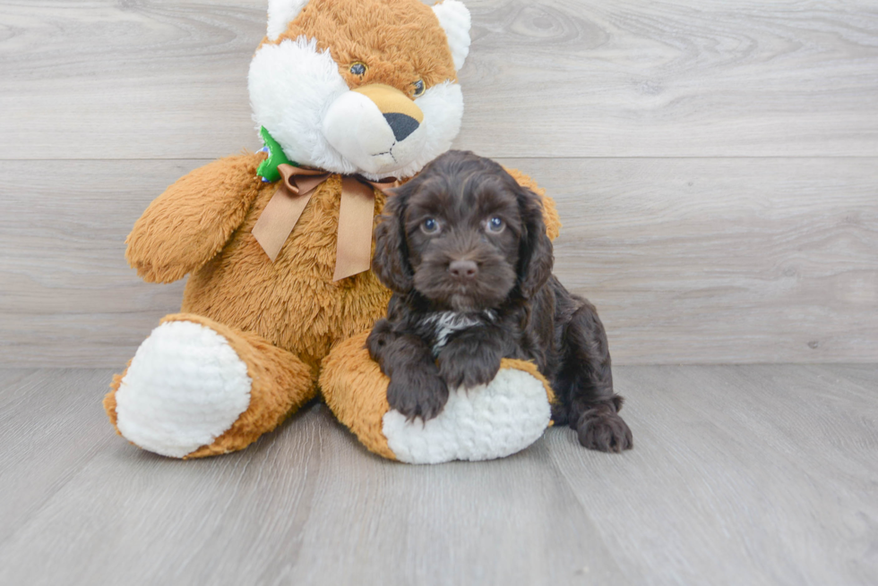 Meet Woody - our Cockapoo Puppy Photo 1/3 - Premier Pups