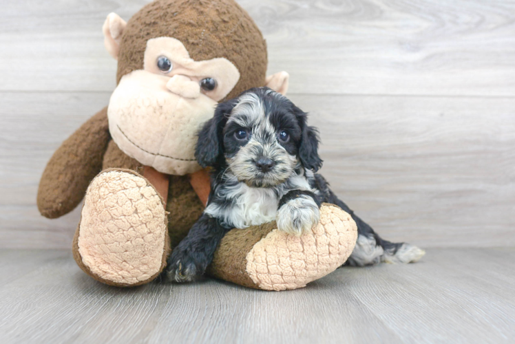 Meet Poetry - our Cockapoo Puppy Photo 2/3 - Premier Pups