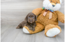 Meet Polly - our Cockapoo Puppy Photo 1/3 - Premier Pups