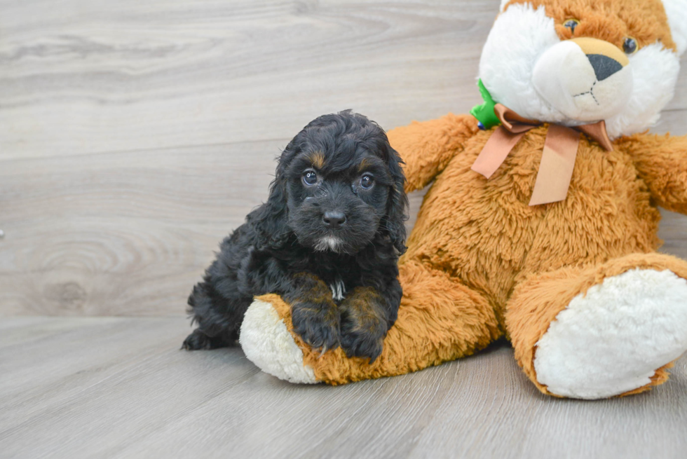 Meet Polly - our Cockapoo Puppy Photo 2/3 - Premier Pups