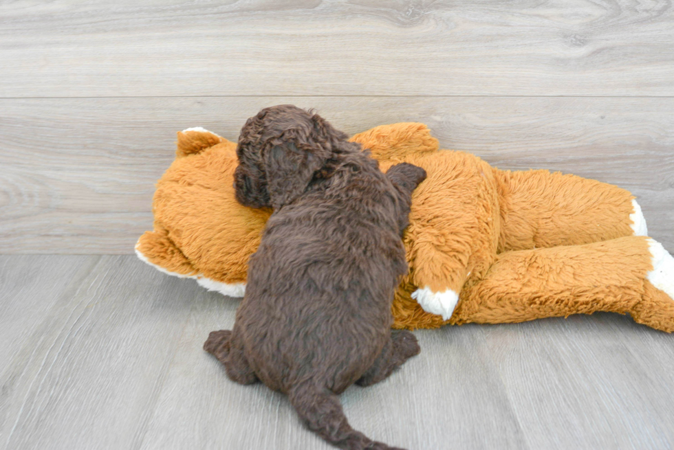 Best Cockapoo Baby