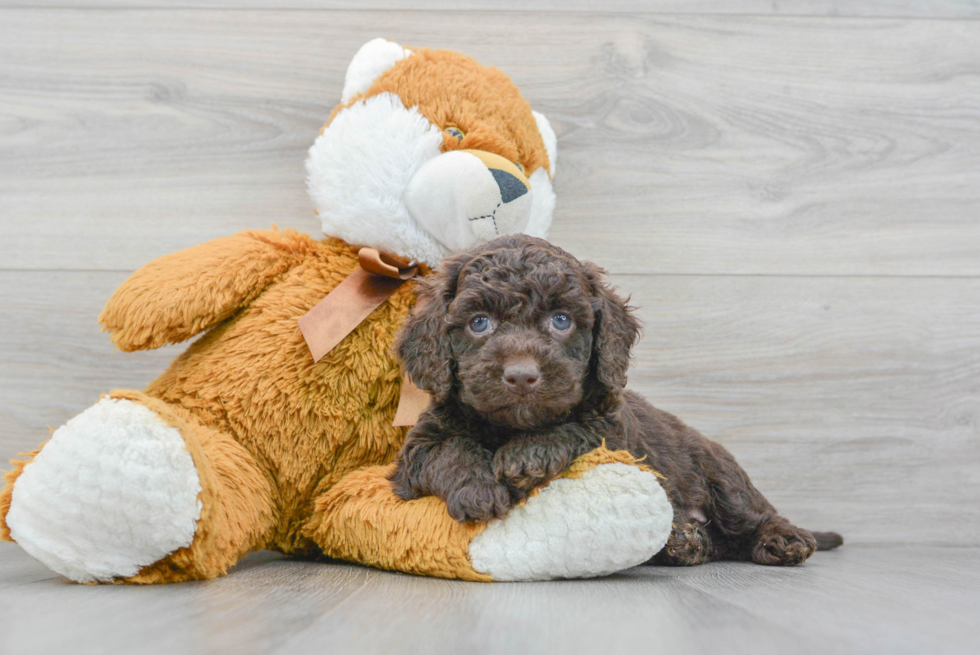 Hypoallergenic Cockerpoo Poodle Mix Puppy