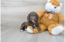 Meet Potter - our Cockapoo Puppy Photo 1/3 - Premier Pups