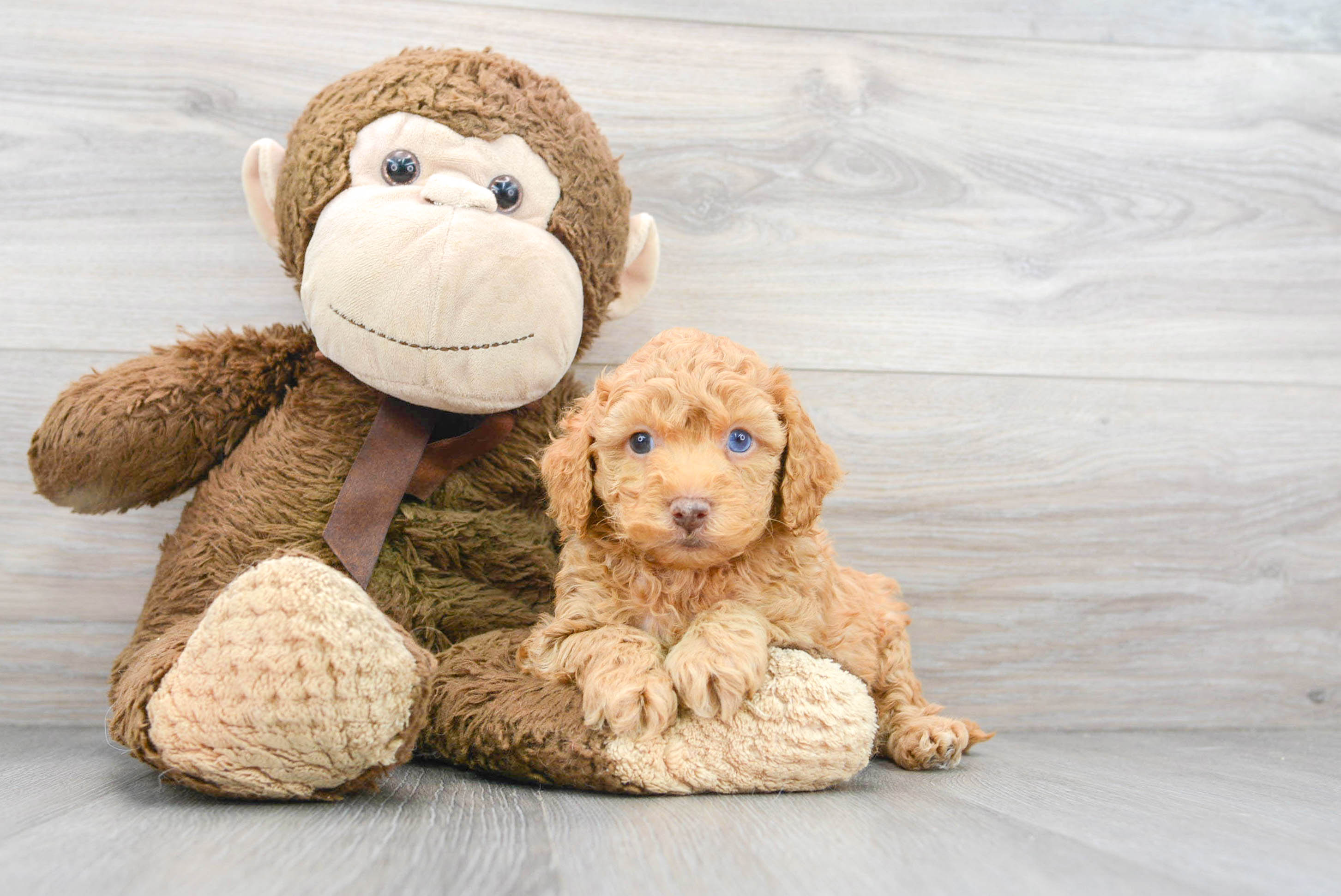 toy cockapoo puppies for sale