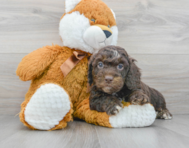 7 week old Cockapoo Puppy For Sale - Premier Pups