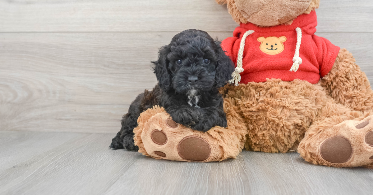 Fluffy Cockapoo Presley: 5lb 8oz Doodle Puppy