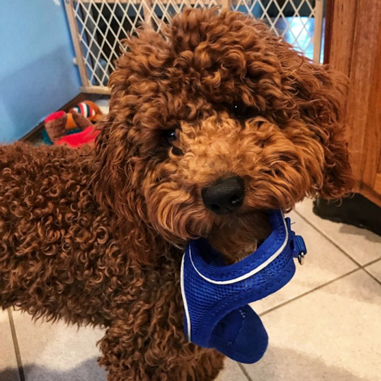 Curly Cockapoo adult