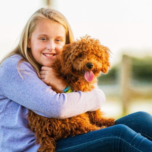 Red Cockapoo in the arms of a little girl