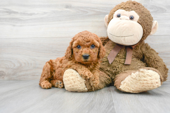 Cockapoo Pup Being Cute