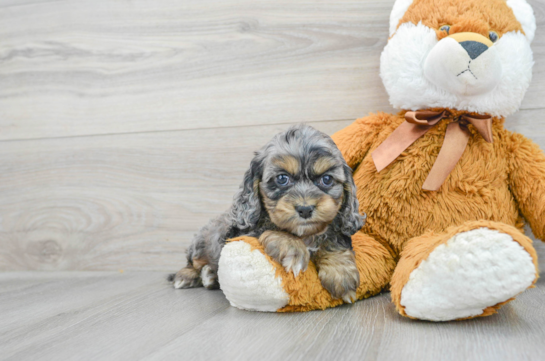 Energetic Cockerpoo Poodle Mix Puppy